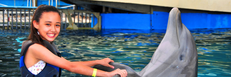 Sea Life Park Dolphin Encounter