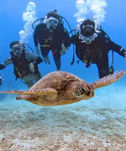 scuba divers with a turtle in oahu, hawaii hanauma bay